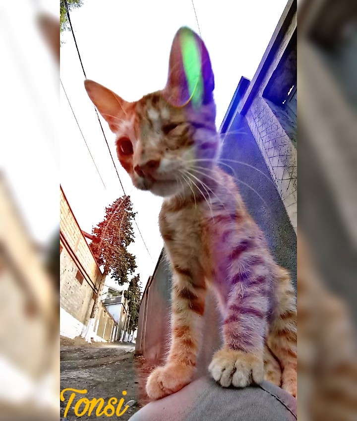 my cat ❤