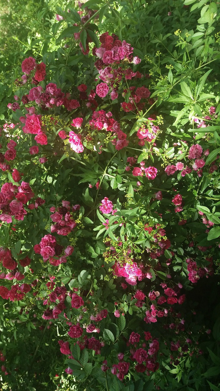 spring