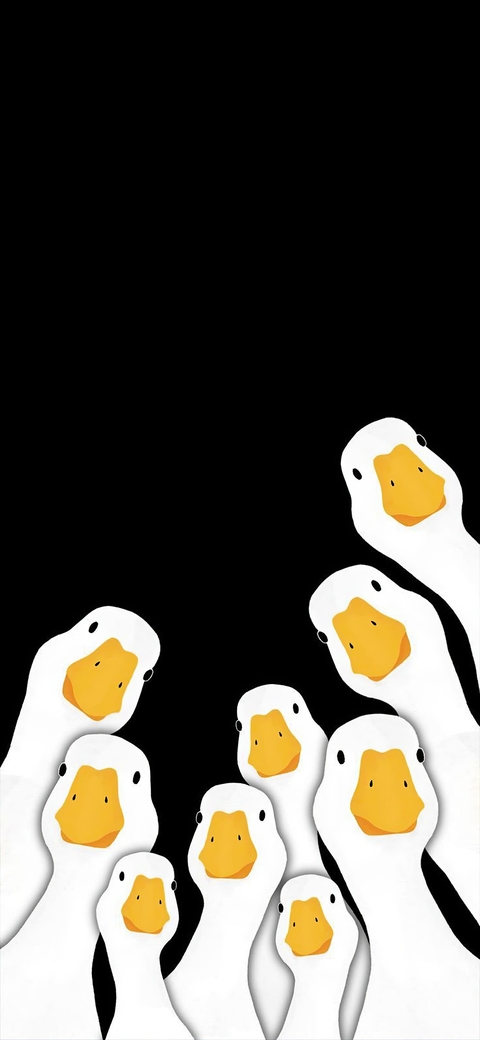 ducks, duck wallpapers