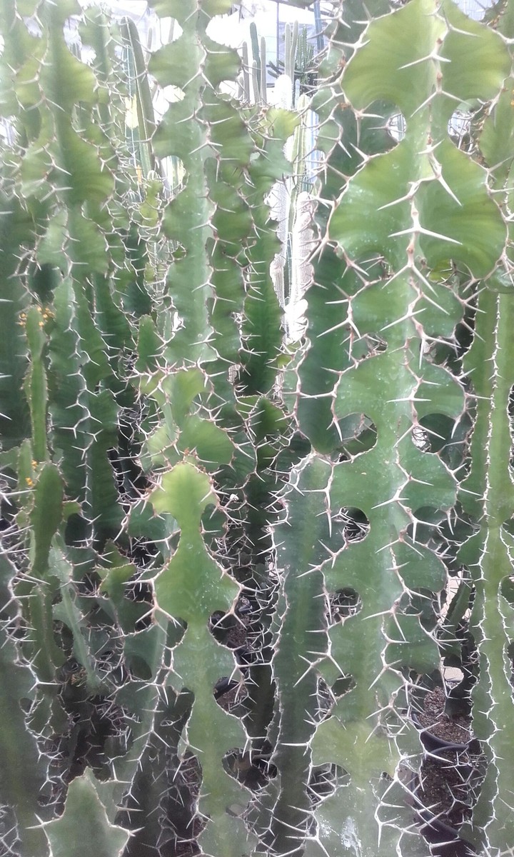Espinhos