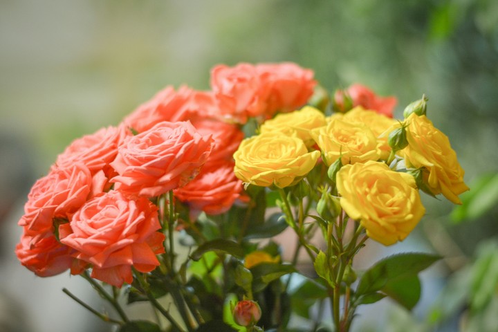 rose