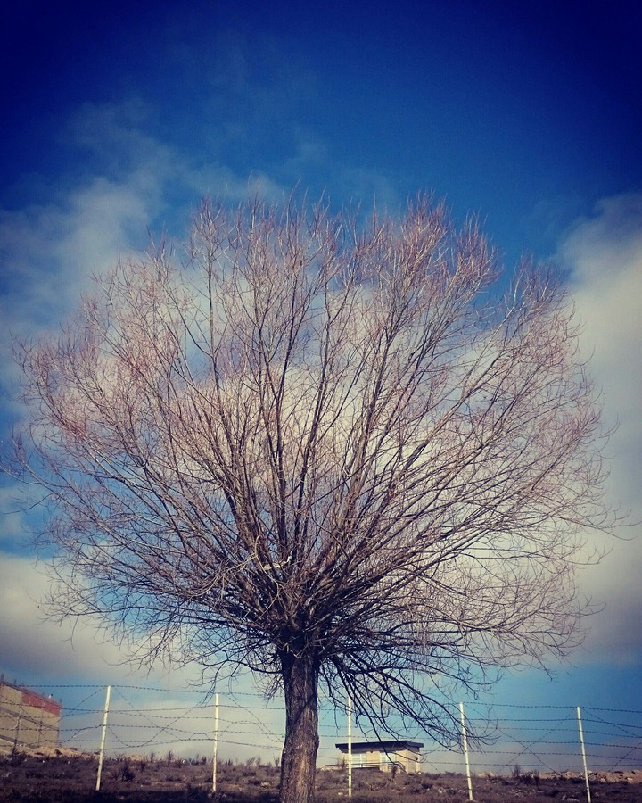 Lonly Tree