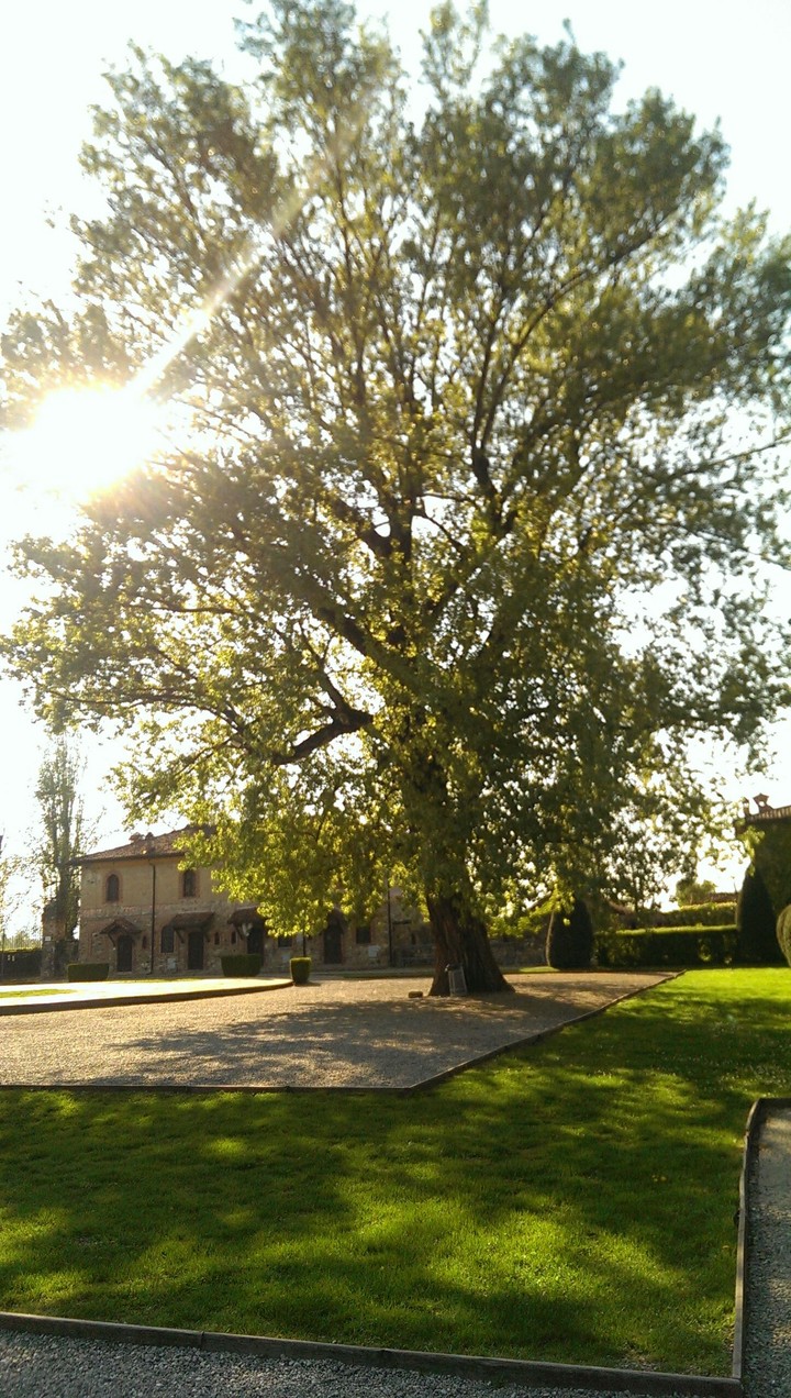 tree theme