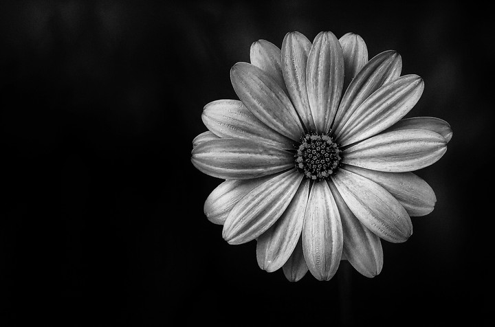 Graue Blume