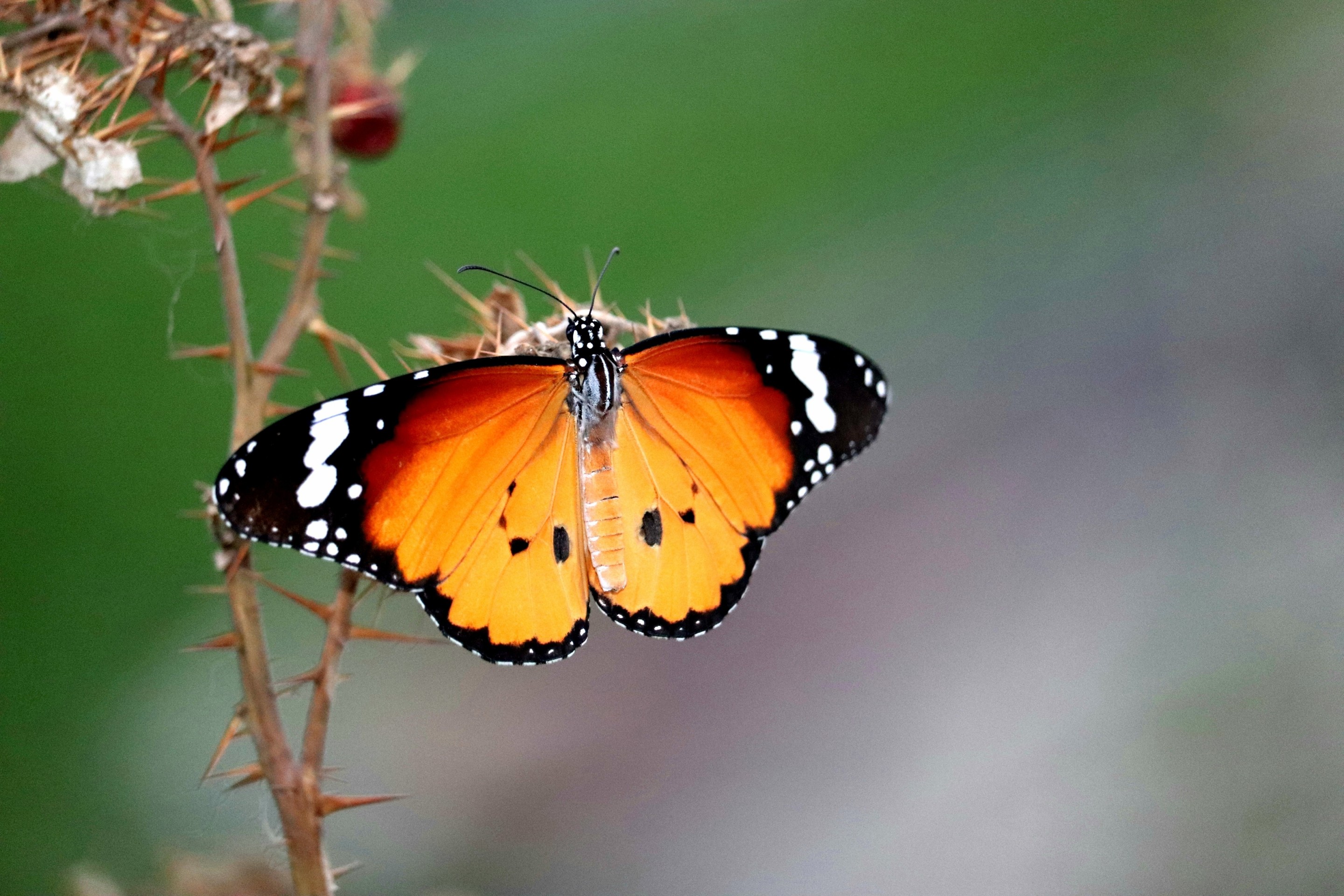BUTTERFLY