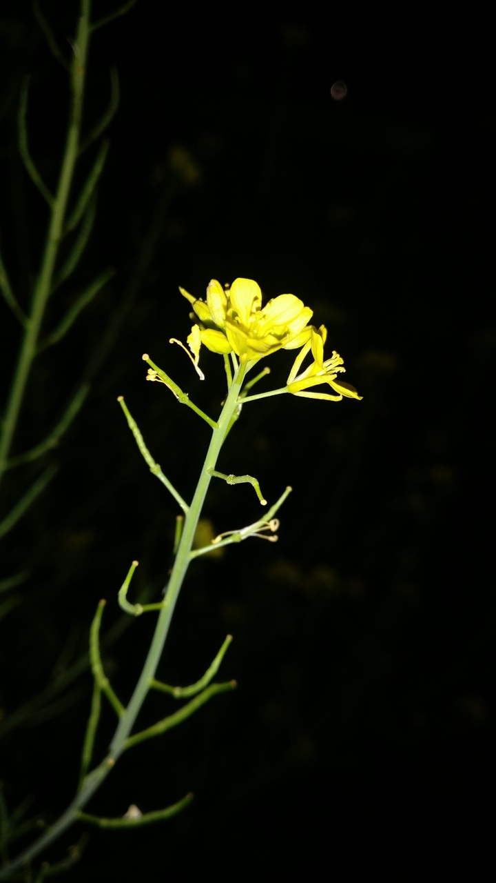 yellow flower