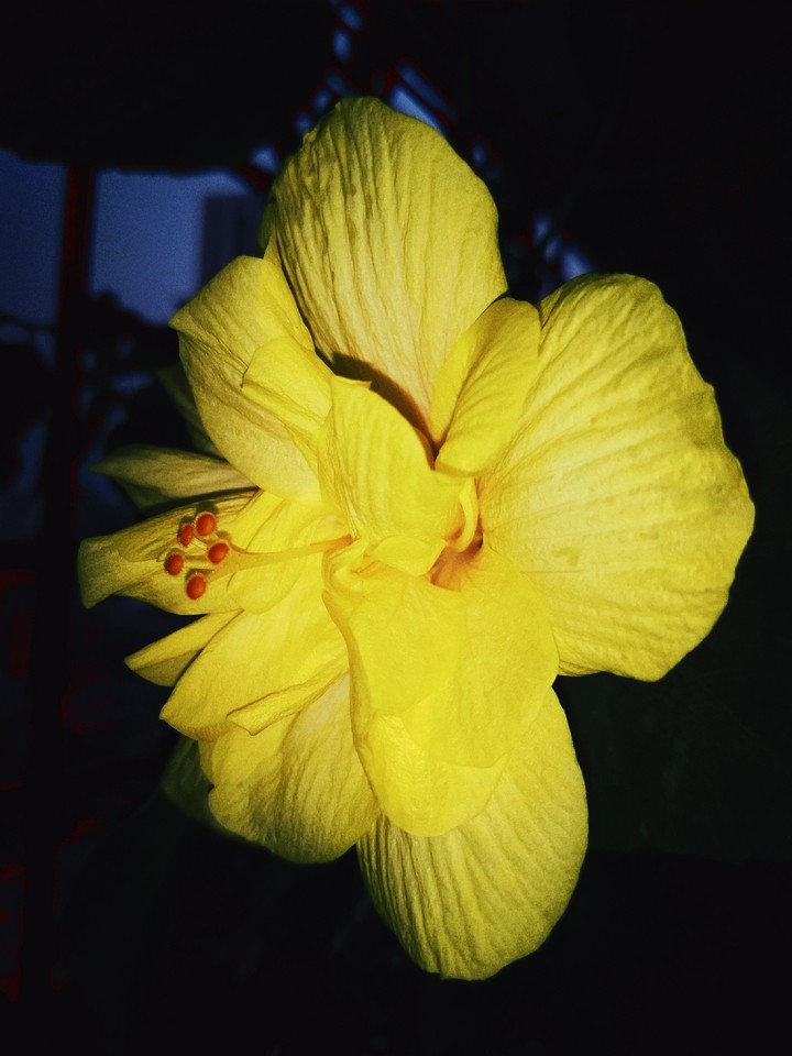 Hibiscus