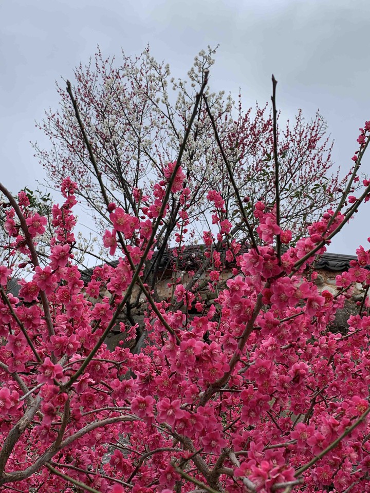 Cornelian cherry flowers