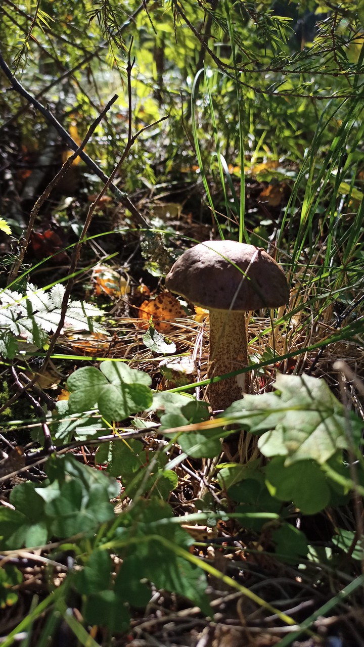Mushroom