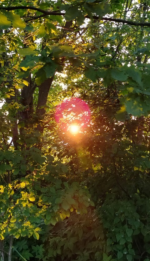 ταπετσαρίες sun, vegetation