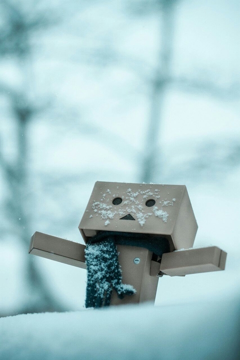 danbo