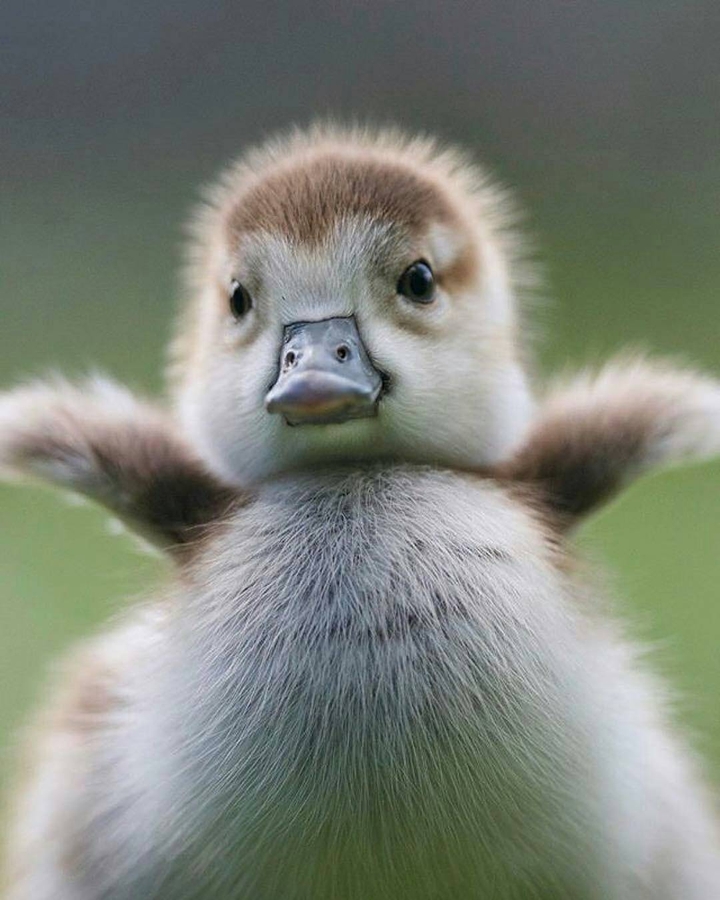 cute