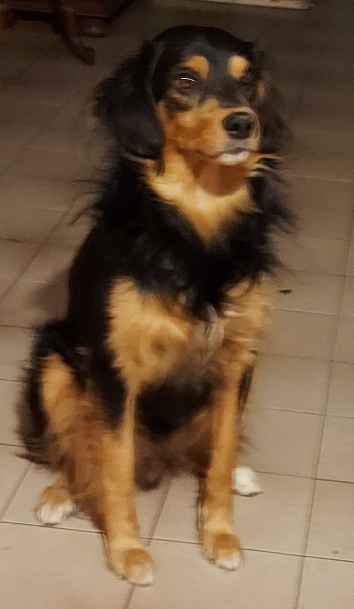 dog