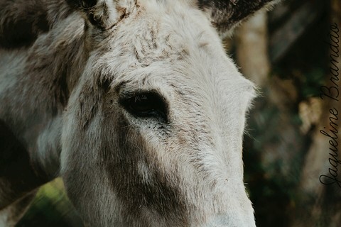a look of an animal