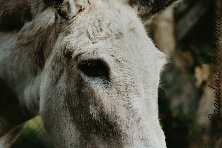 a look of an animal
