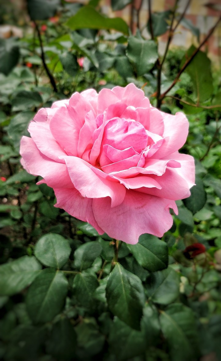 Rose in the garden