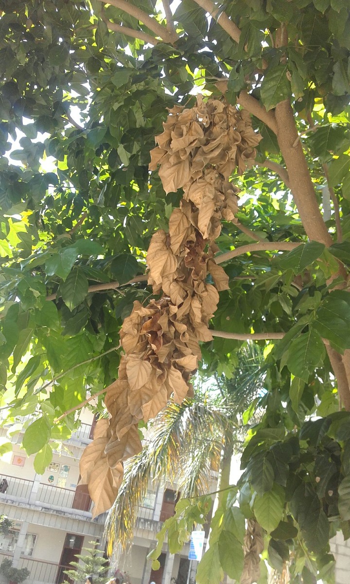 Dry Leaves