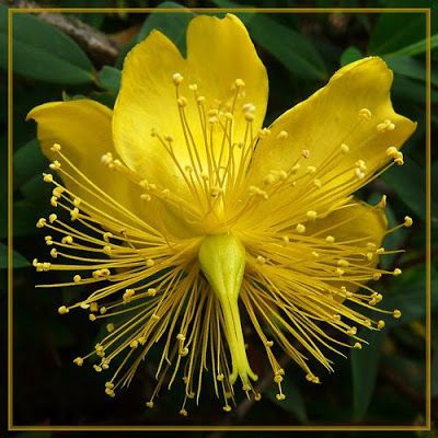 One it flower better nice of the world.