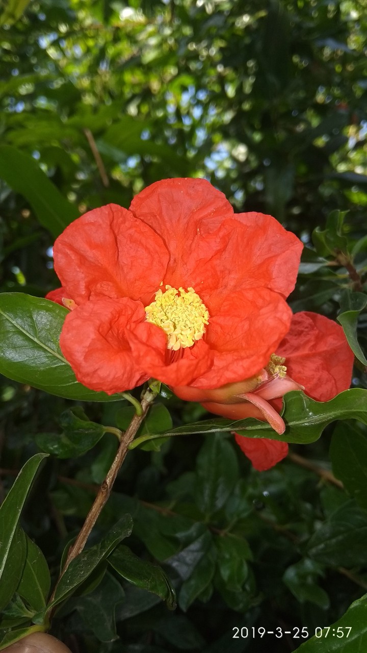 flower