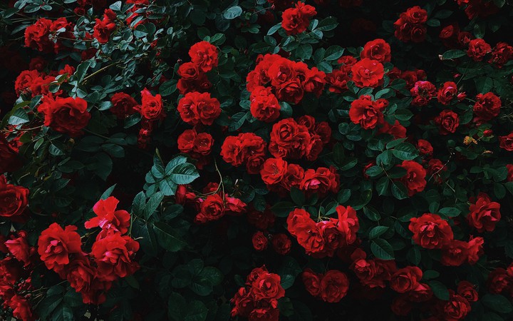 red roses