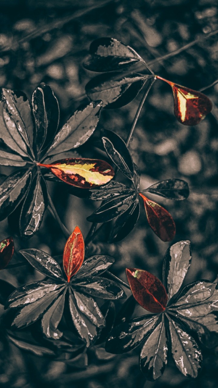 Flower 2