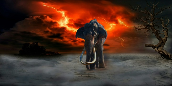 Elephant