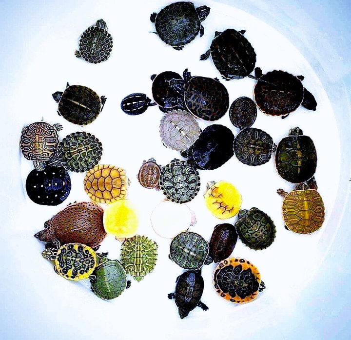 Turtles, Tortoises & Terrapins