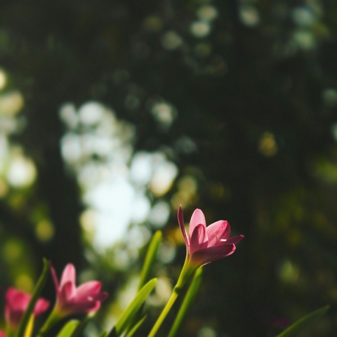 Bloosom
