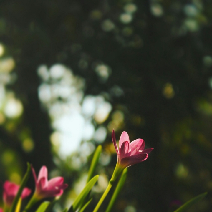Bloosom