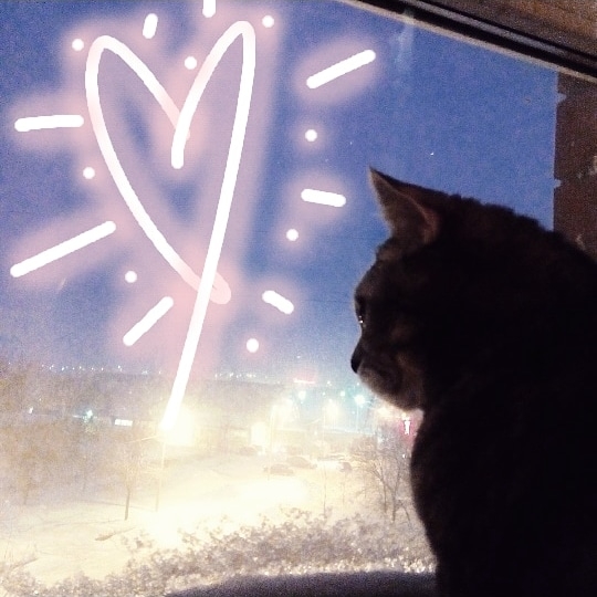 my lovely cats