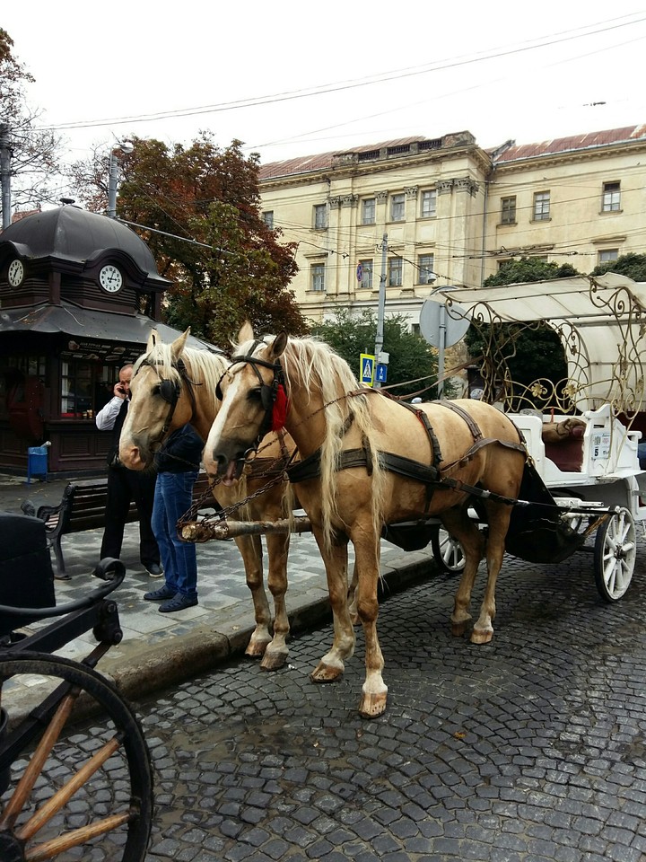 Horses