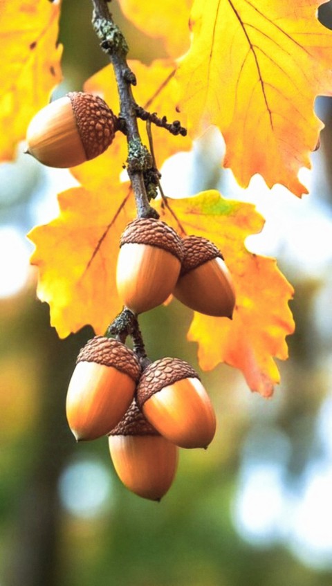 ACORNS ON THE BRANCH