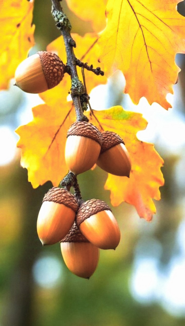 ACORNS ON THE BRANCH