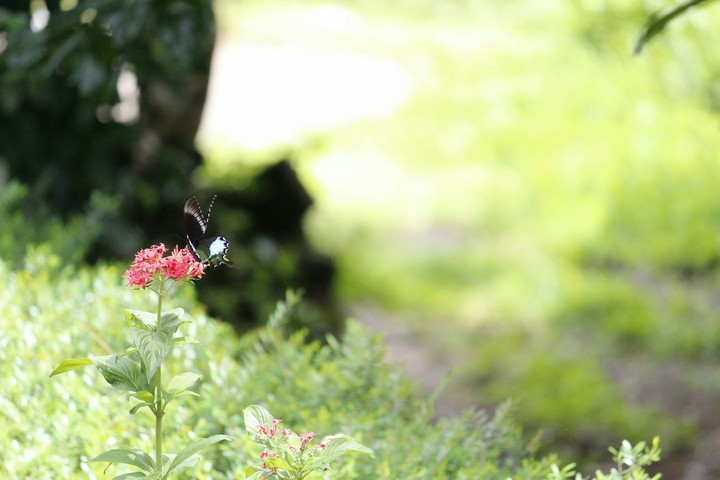 butterfly
