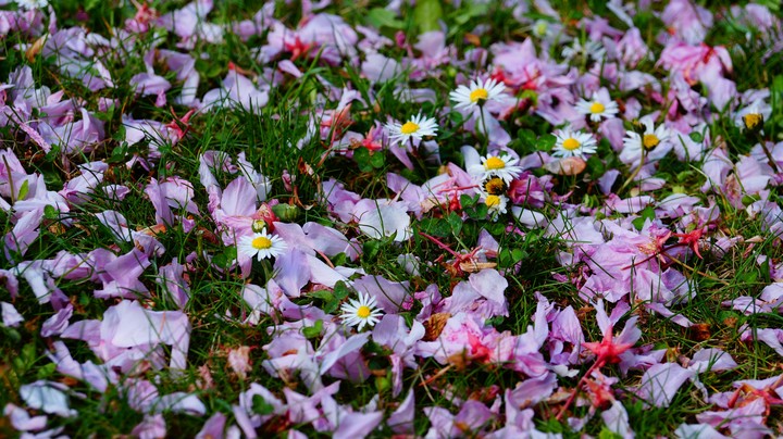 Dead blossoms
