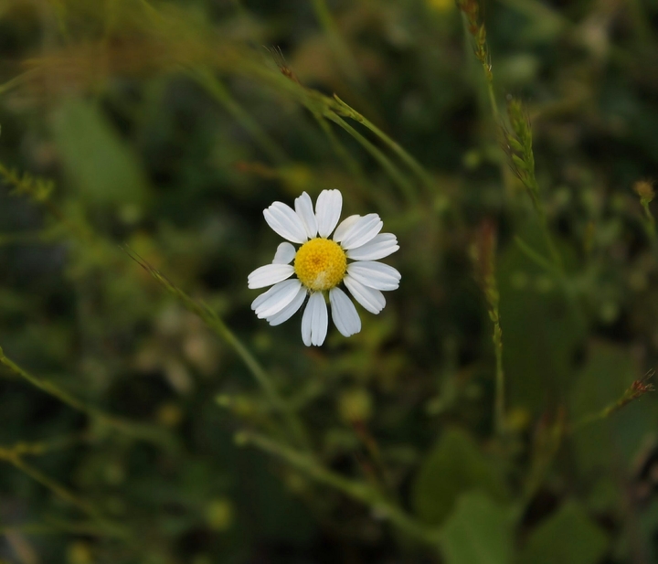 wild flower