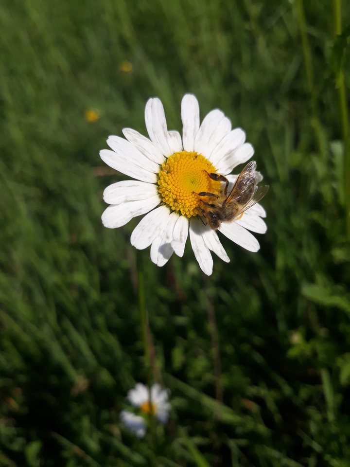 daisy