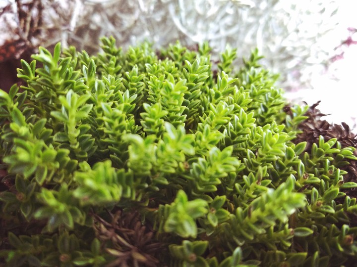 grass