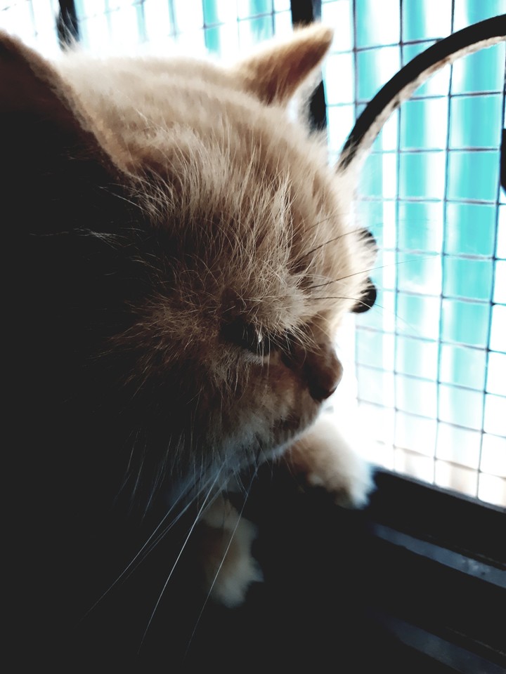 love when you get ignore by your kitten