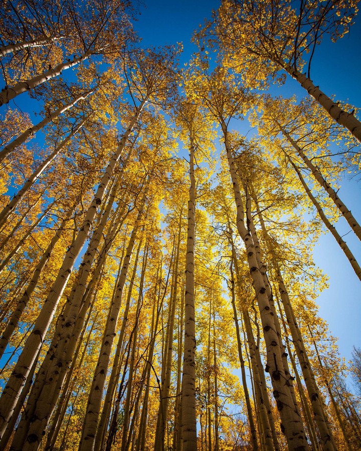 Bright Yellow Autumn Leaves