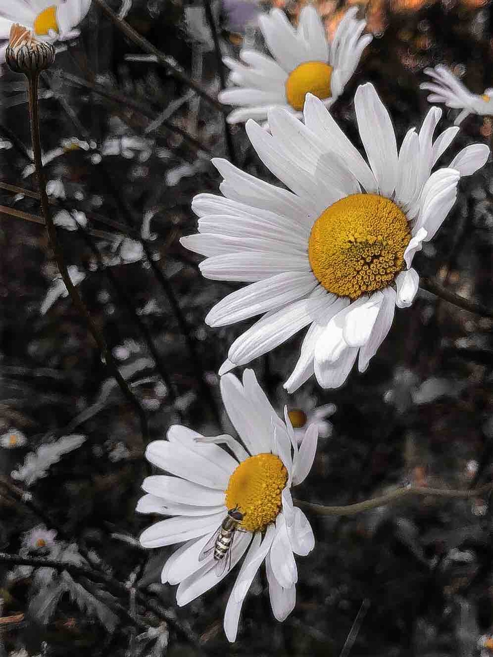 Nectar Cravings
