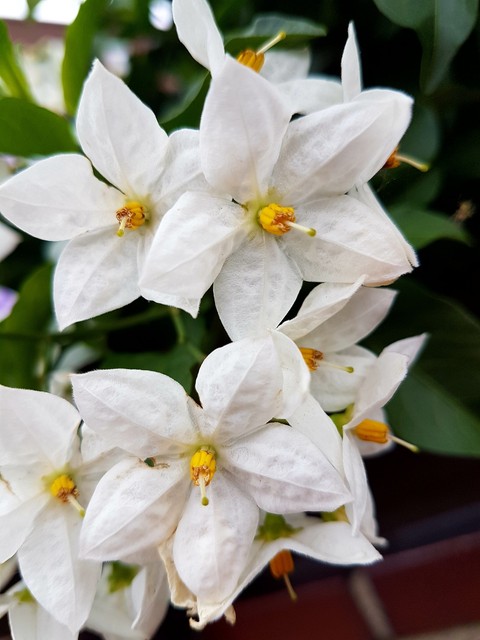 шпалери bloom, nature