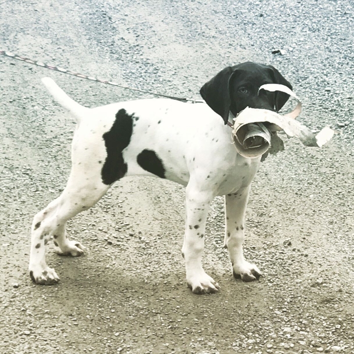 Pointer Pup