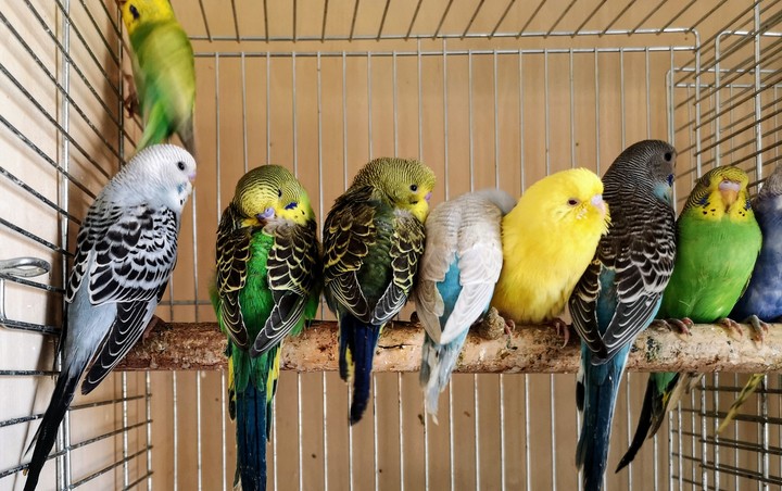 parrots