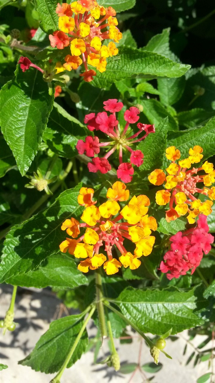 Flowers