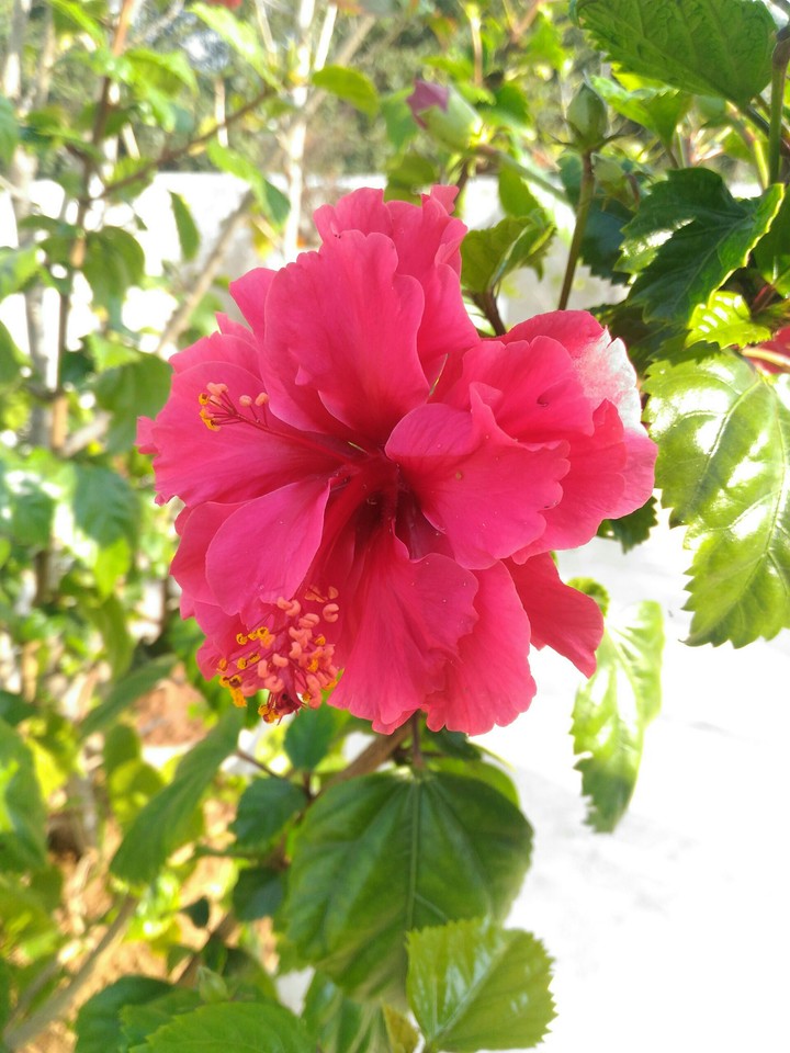 chaina rose