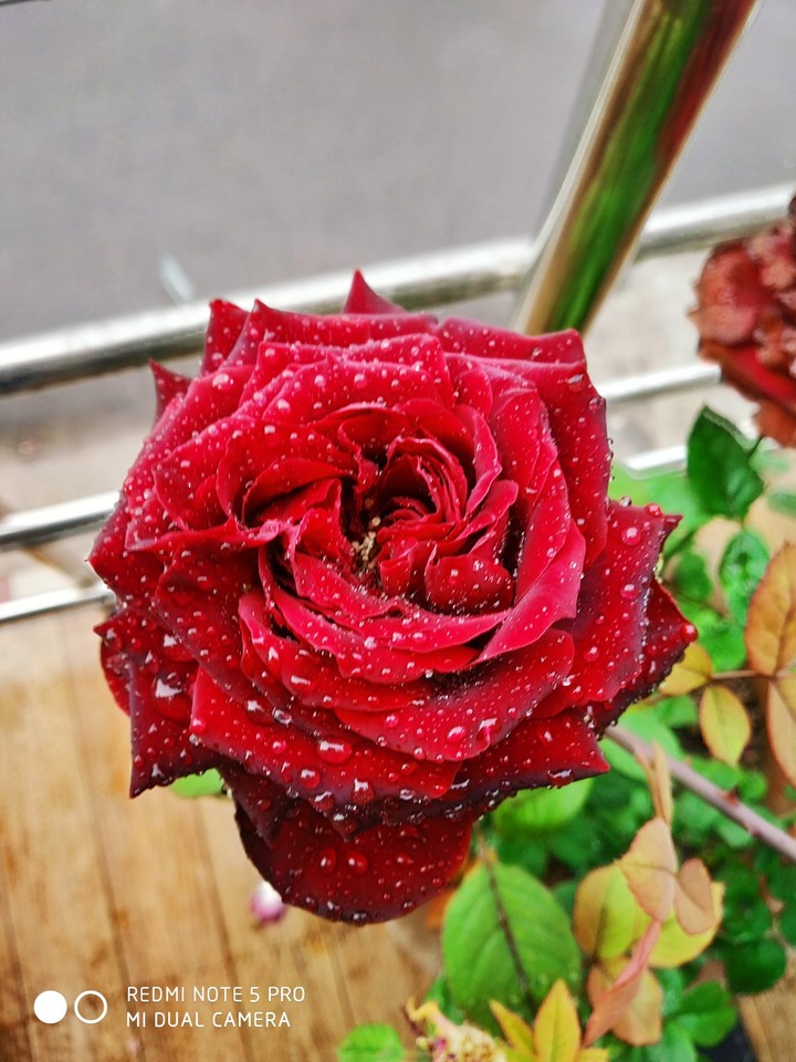 blooming buds dipped in the rain