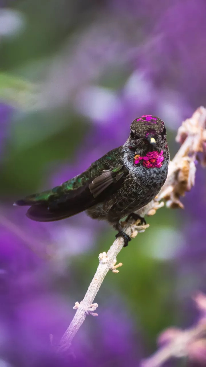 bird