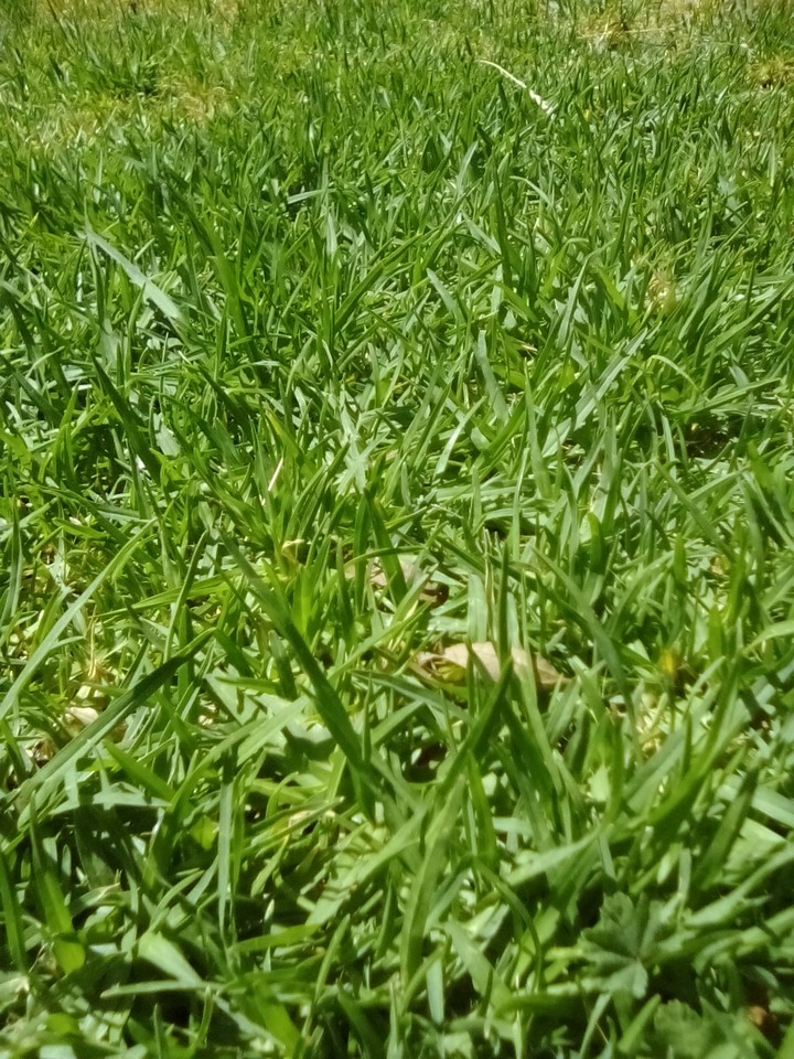 grass