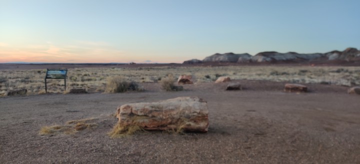 Petrified Wood